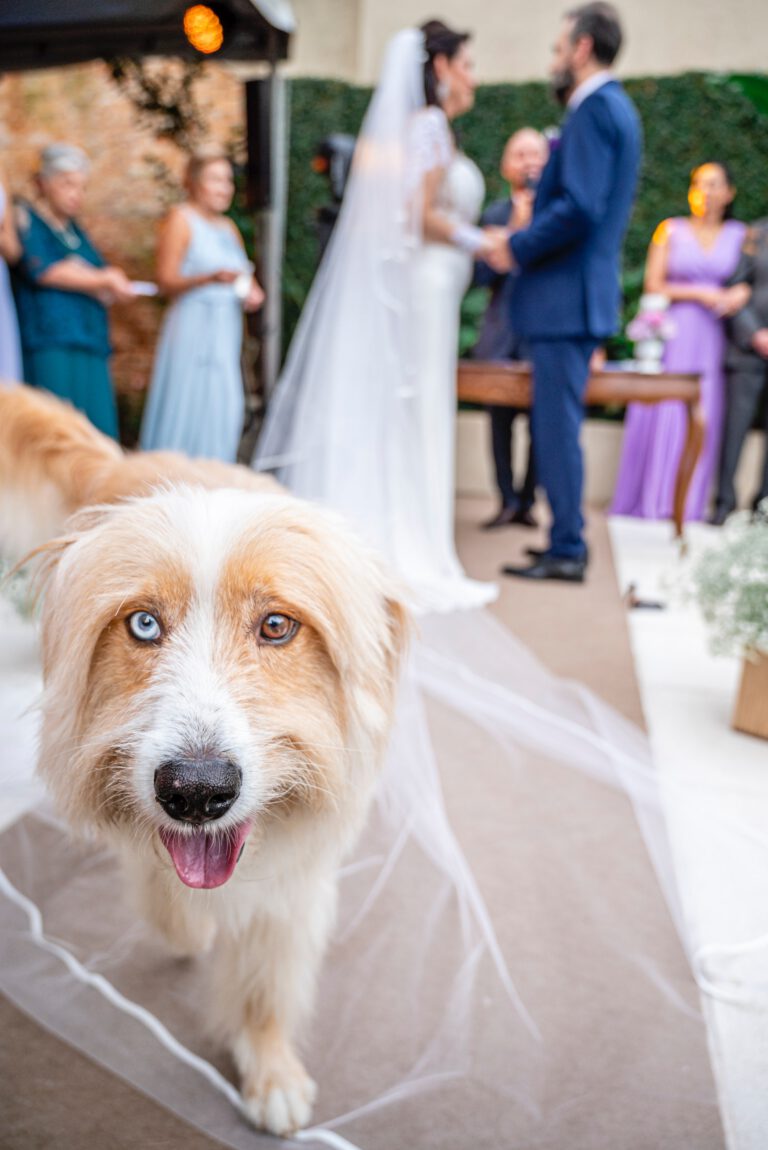 Tier auf Hochzeit