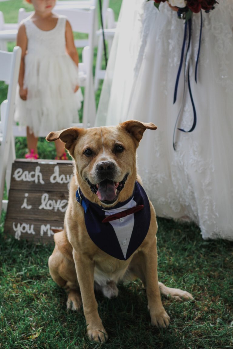 Hund auf der Hochzeit